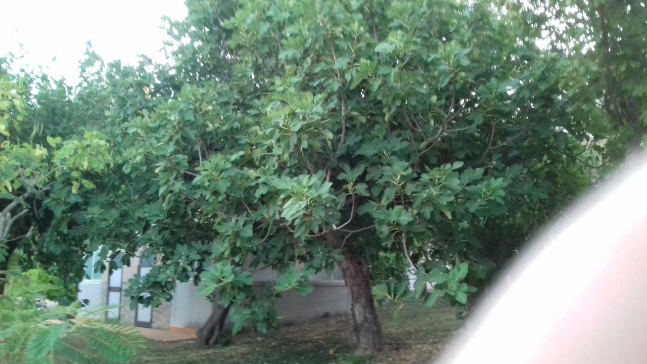 Camping Agriturist Sant'Anna Castelplanio المظهر الخارجي الصورة